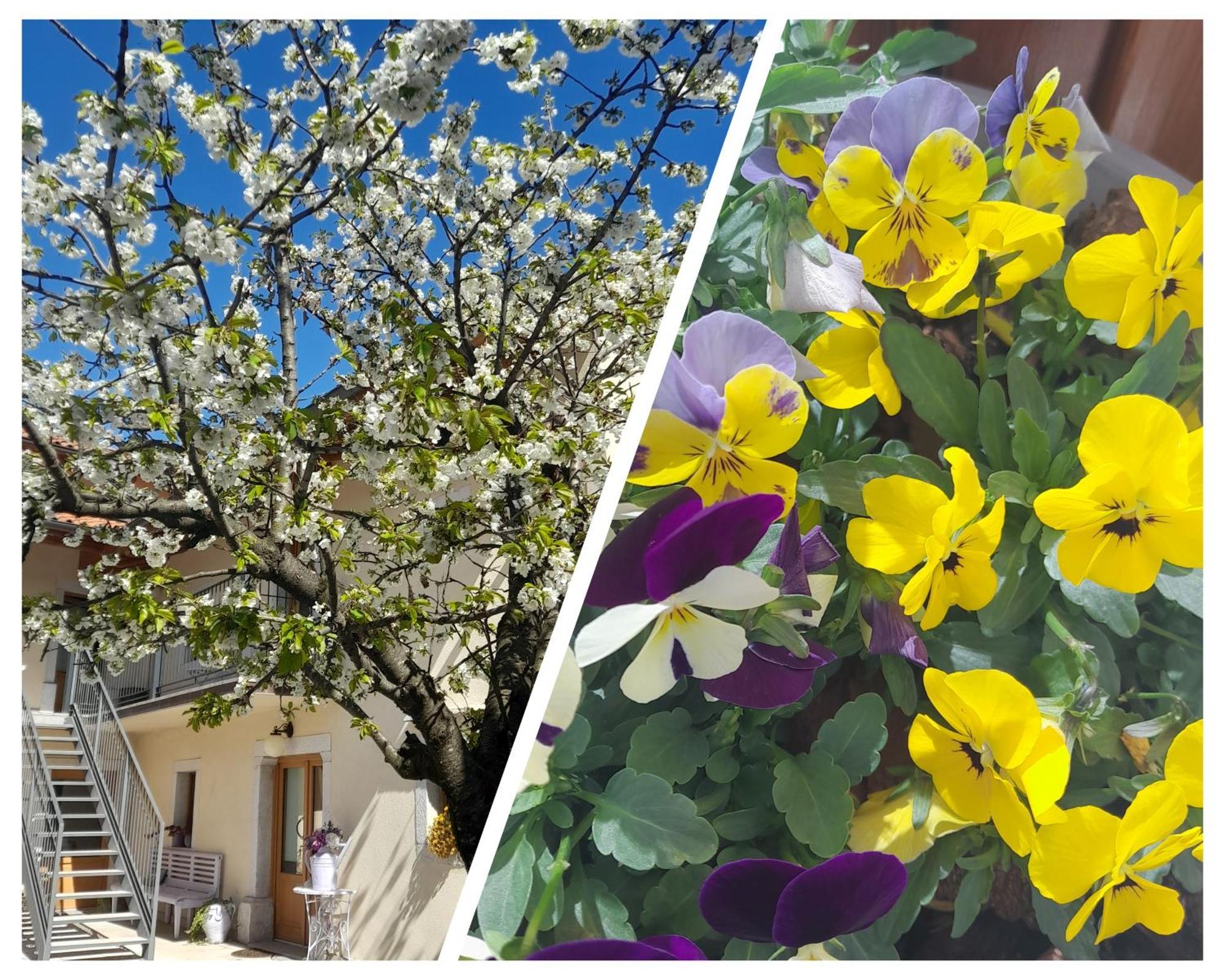 Bed & Breakfast Barbara Borgo Grotta Gigante Εξωτερικό φωτογραφία